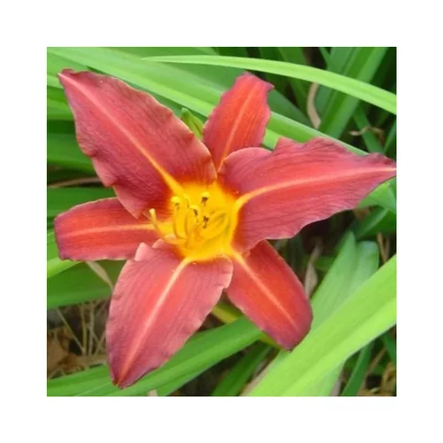 Hemerocallis - Le pot de 2 litres