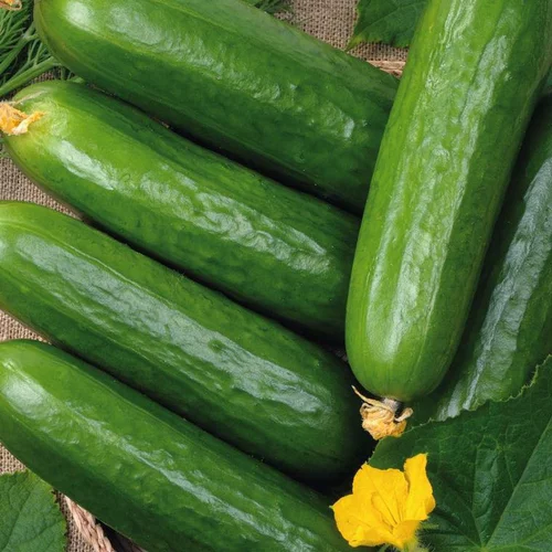 Concombre Long Et Lisse Rollinson'S Telegraph Bio. La barquette de 3 plants