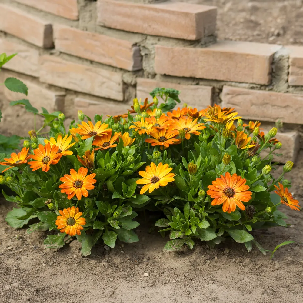 Marguerite du Cap orange - Oestospermum Osteospermum orange