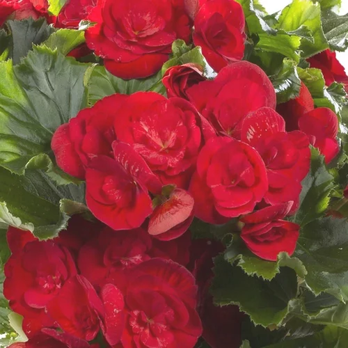 Begonia Solenia. Le pot de 6 litres