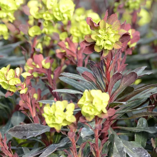 Euphorbe faux-amandier purpurea rouge en pot de 2 L