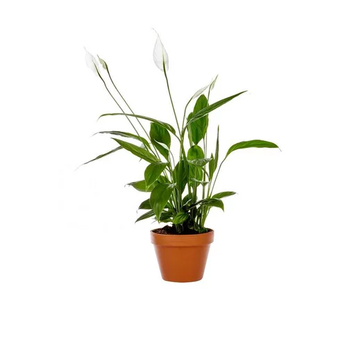 Spathiphyllum plante baby en pot Ø 5,5/6 cm