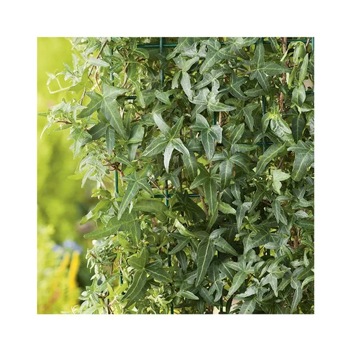 Lierre HELIX SAGITTIFOLIA. Le pot de 3 litres