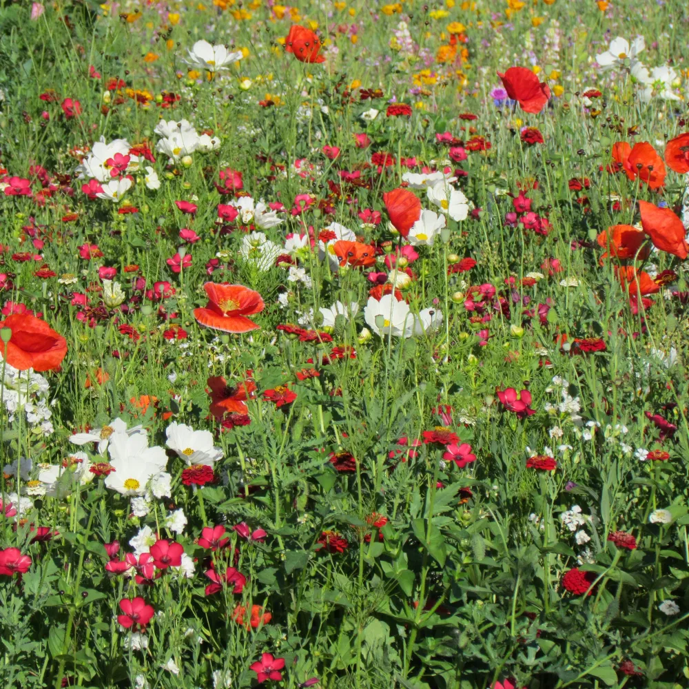 Mélange fleuris vanille-fraise