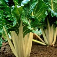 Poiree Verte A Cardes Blanches Bio. La barquette de 6 plants