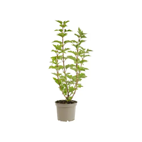 Viburnum opulus coloris vert – 3 L