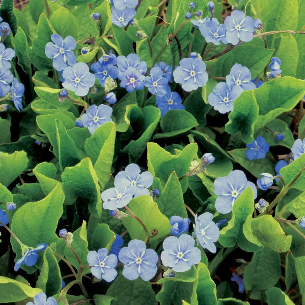 Omphalodes Blue eyes Omphalodes blue eyes