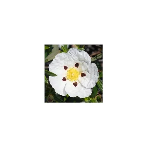 Ciste à fleurs blanches - Le pot de 2,5 litres