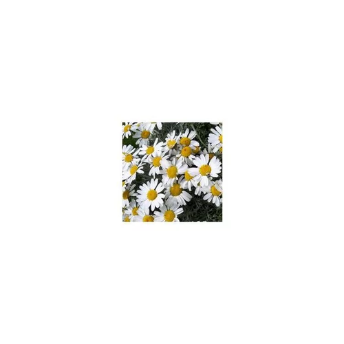 Rhodanthemum - Le pot de 3 litres