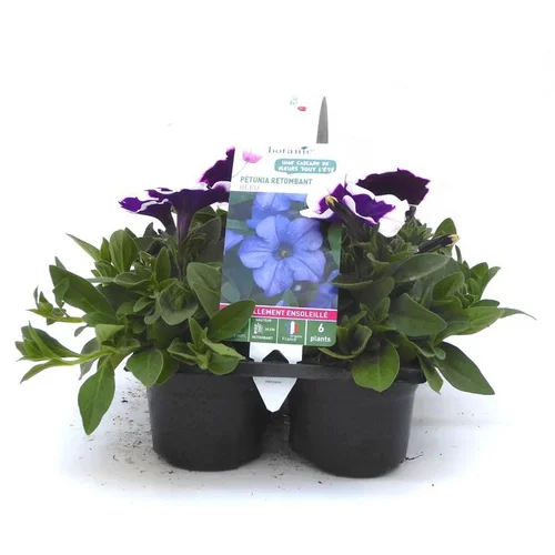 Pétunia retombant bleu - Le pack de 6 plants