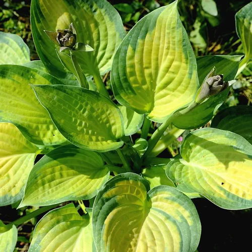 Hosta rain forest sunrise verte en pot de 2 L