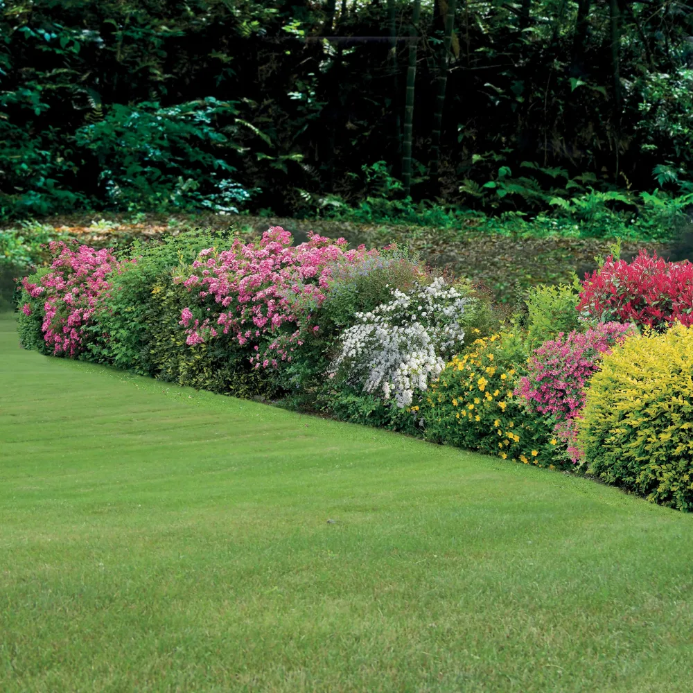 Collection Haie fleuries d'été - 6 arbustes Hypericum, spiraea, ligustrum aureum, caryopteris,