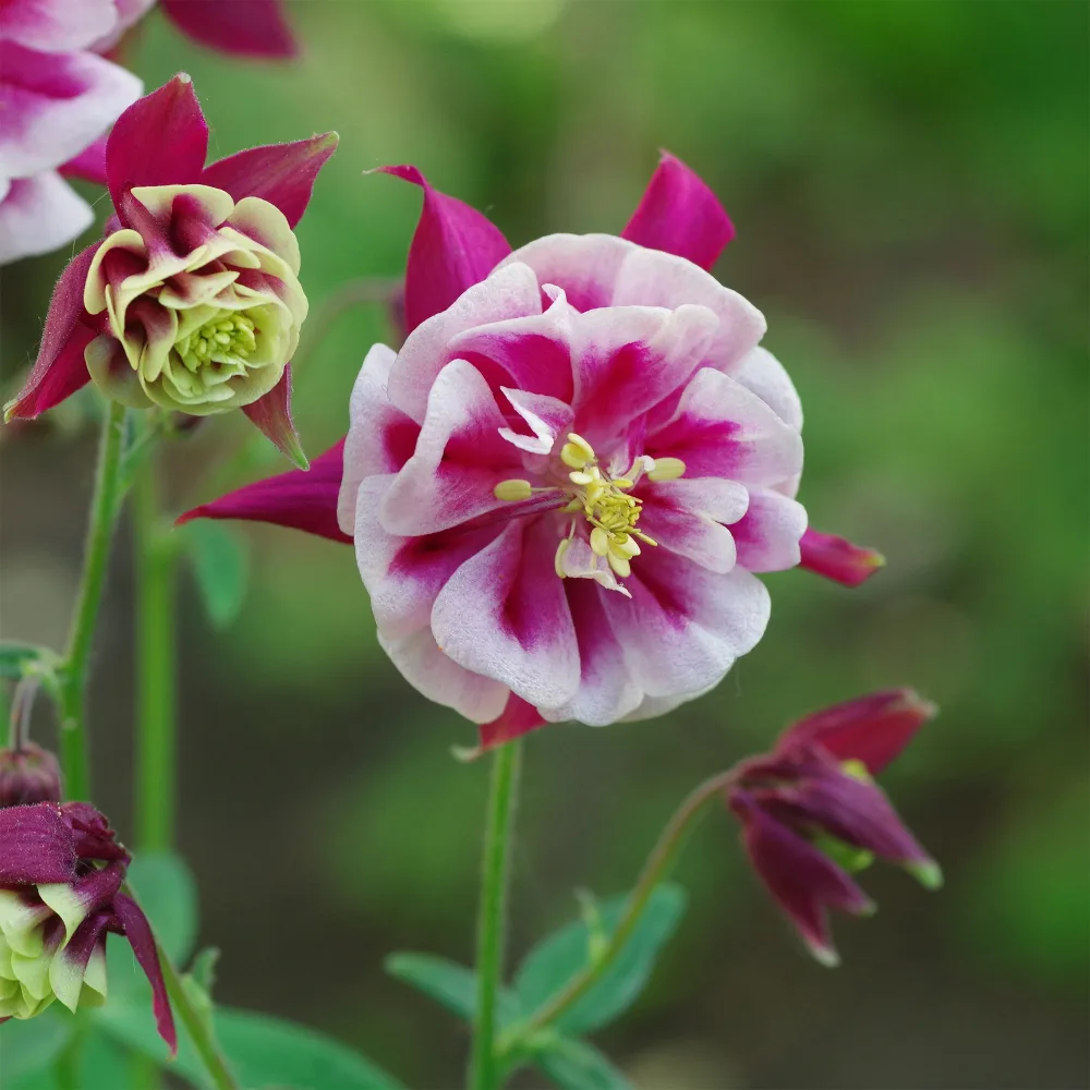 Ancolie à fleurs doubles Winky Red White Aquilegia winky double red-white ( winky series )