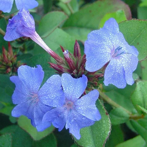 Ceratostigma (Dentelaire ou Plumbago de Chine) à fleurs bleues - Le pot de 1 litre