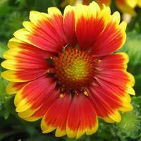 Gaillarde vivace - Le pot de 10,5 cm