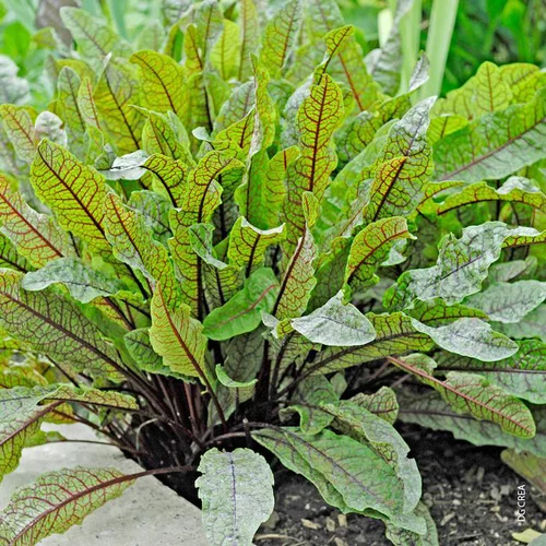 Oseille Rouge Bio. Le pot de 1 litre