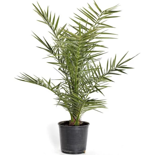 Phoenix Canariensis Dattier des Canaries Touffe 60/80 cm en pot de 6 L