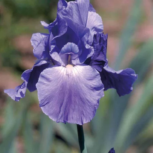 Iris des Jardins Bleu Fonce - Le pot de 9 x 9 cm