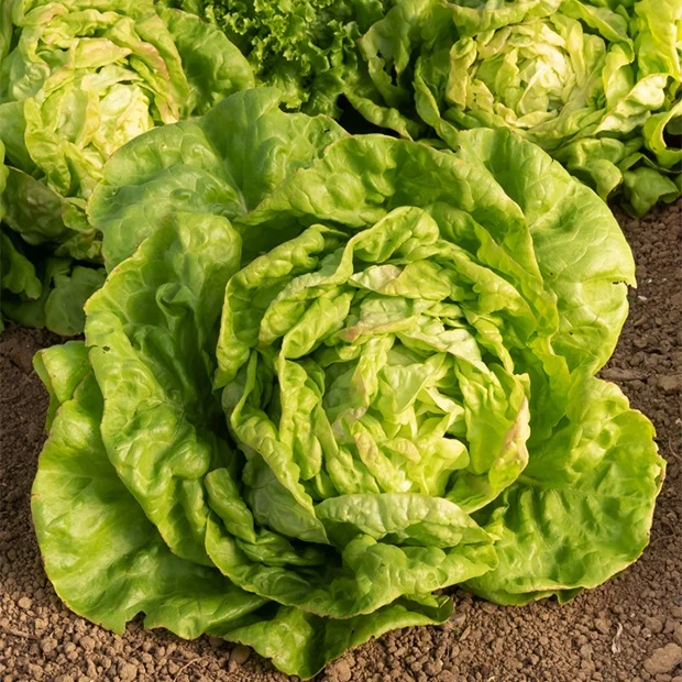 Laitue pommée Reine de Mai Lactuca sativa Reine de Mai