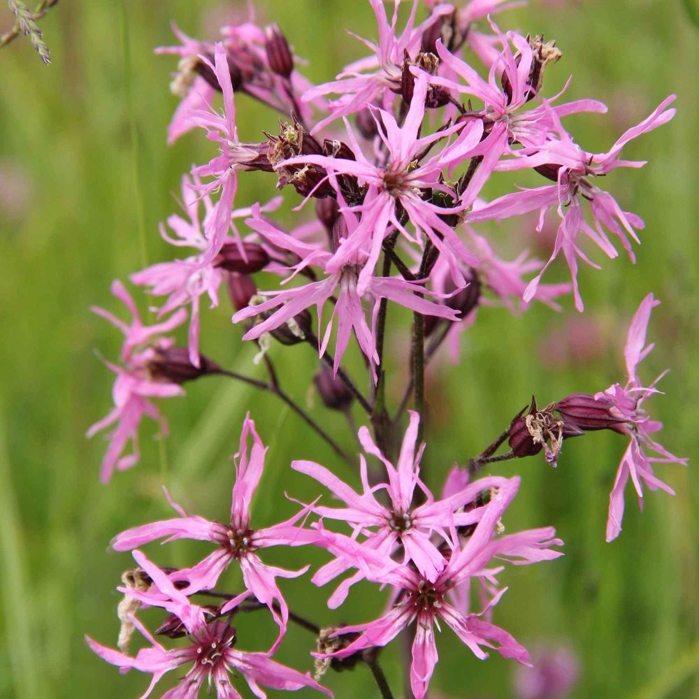 3 Lychnis flos-cuculi - Œillets des près Lychnis flos-cuculi