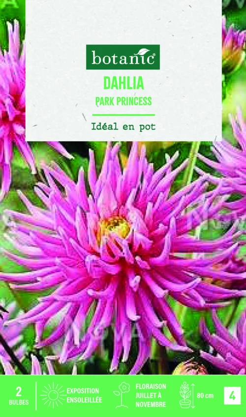Bulbes de fleurs Dahlia semi-cactus nain Park Princess botanic® - 2 bulbes