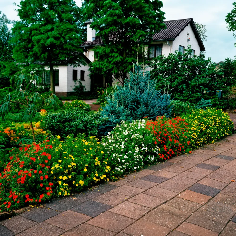 Haie de 3 Potentilles : orange, jaune, blanche Potentilla fruticosa Hopley's Orange, Goldfinger, Abbotswood