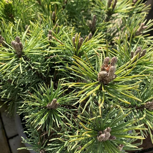 Pin (Pinus) Mugo Mops 20/25. Le pot de 3 litres