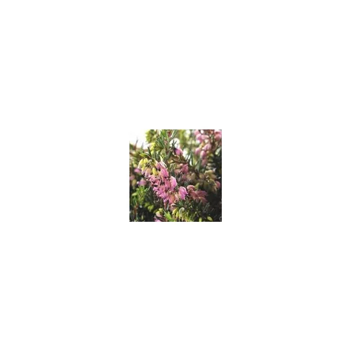 Erica Darleyensis - La coupe de 30 cm