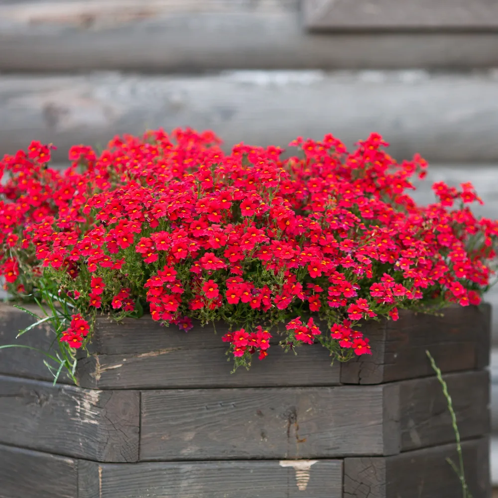 Némésie rouge Nemesia red