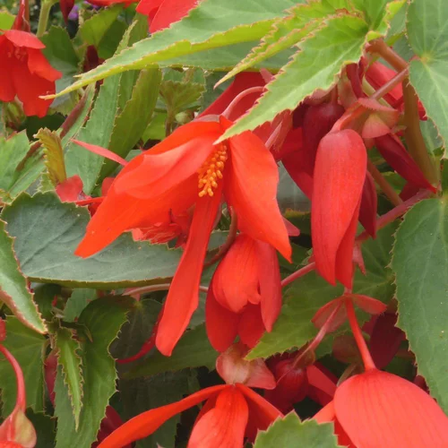 Begonia Boliviensis. Le pot de 13 cm
