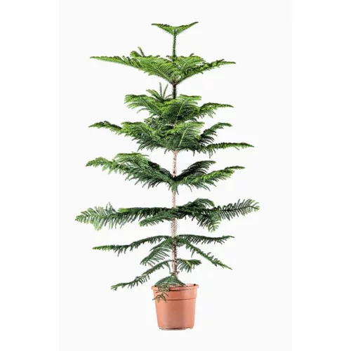 Araucaria Heterophylla (pin de Norfolk) en pot de 14 cm de diamètre vert