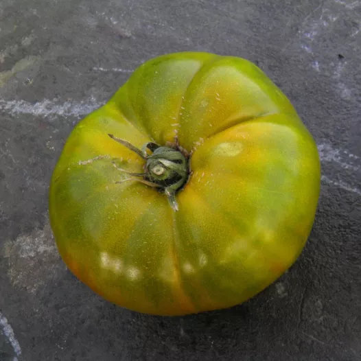 Tomate verte de Huy | Graines bio et reproductibles