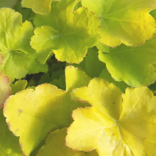 Heuchère 'Lime Marmalade' - Le pot de 12 cm