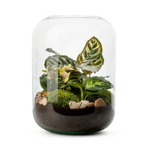 Terrarium Naturalys Bolton Phalaeno - Ø 23 cm