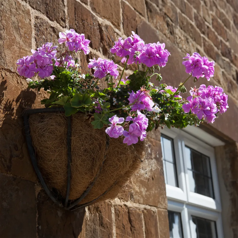 Géranium lierre double Lilas Pelargonium peltatum lilac