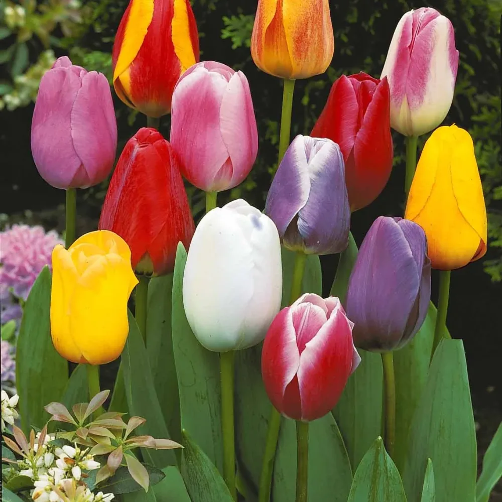 20 Tulipes tardives en mélange Tulipa