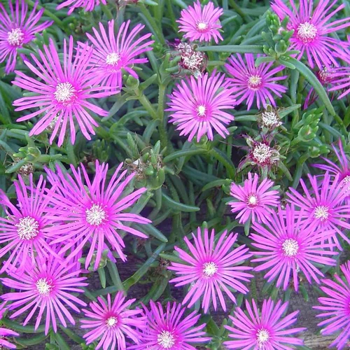 Delosperma Cooperi Rose - Le pot de 1,4 litres