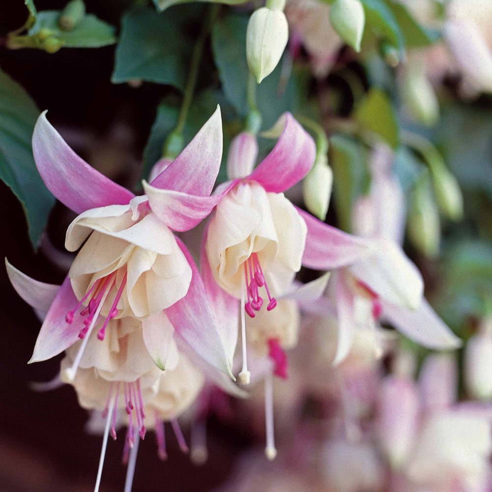 6 Fuchsias résistants au gel en mélange Fuchsia Blue Sarah , Annabel