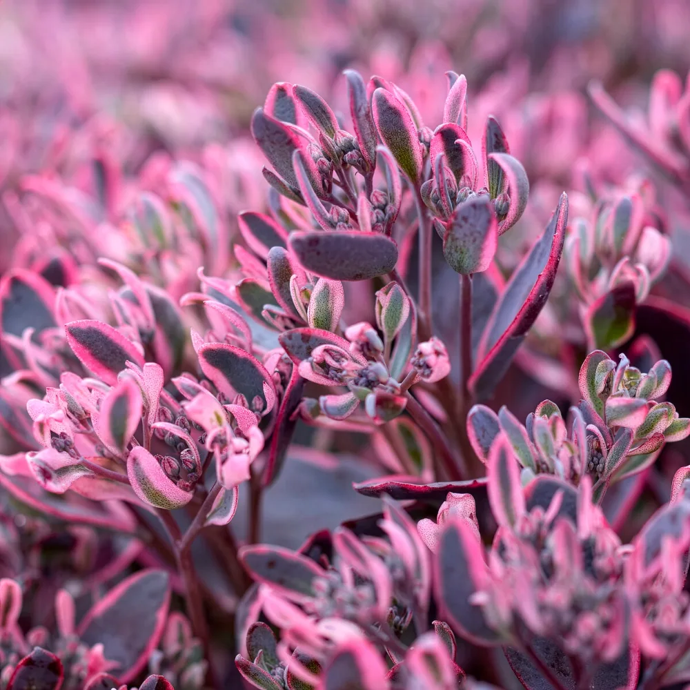 Sedum Sunsparkler® Dream Dazzler Sedum Sunsparkler® Dream Dazzler