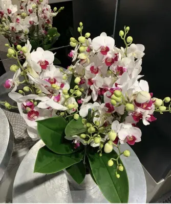 Orchidée Phalaénopsis Duetto Safe Haven 6 branches. Le pot de Ø 17 x H 50 cm