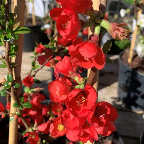 Cognassier du Japon Rubra (Chaenomeles Japonica). Le pot 15 litres