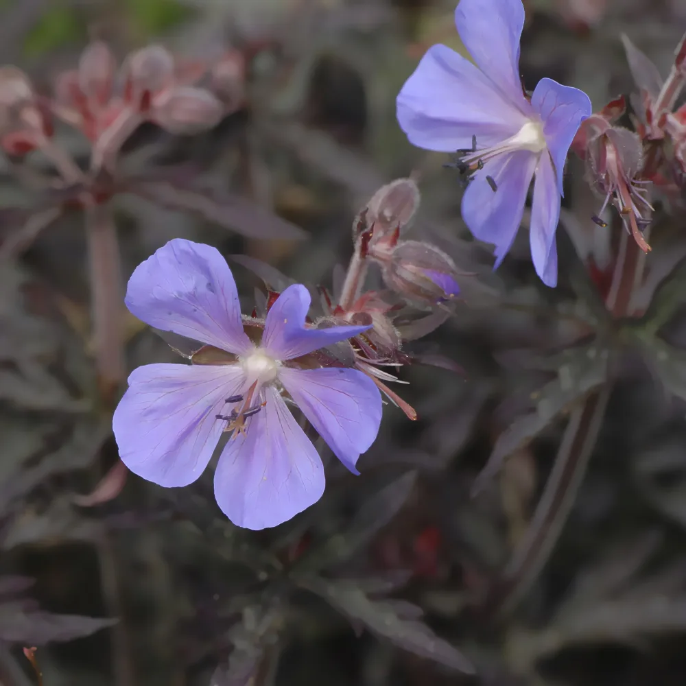 Géranium des prés Midnight Reiter Geranium pratense Midnight Reiter