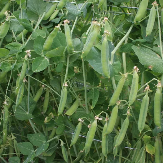 Graines bio de Pois à rames à écosser "Hâtif de mai"