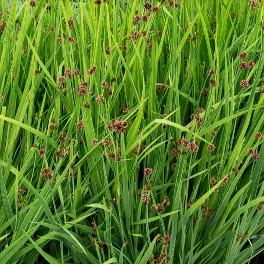 Jonc nain Juncus ensifolius