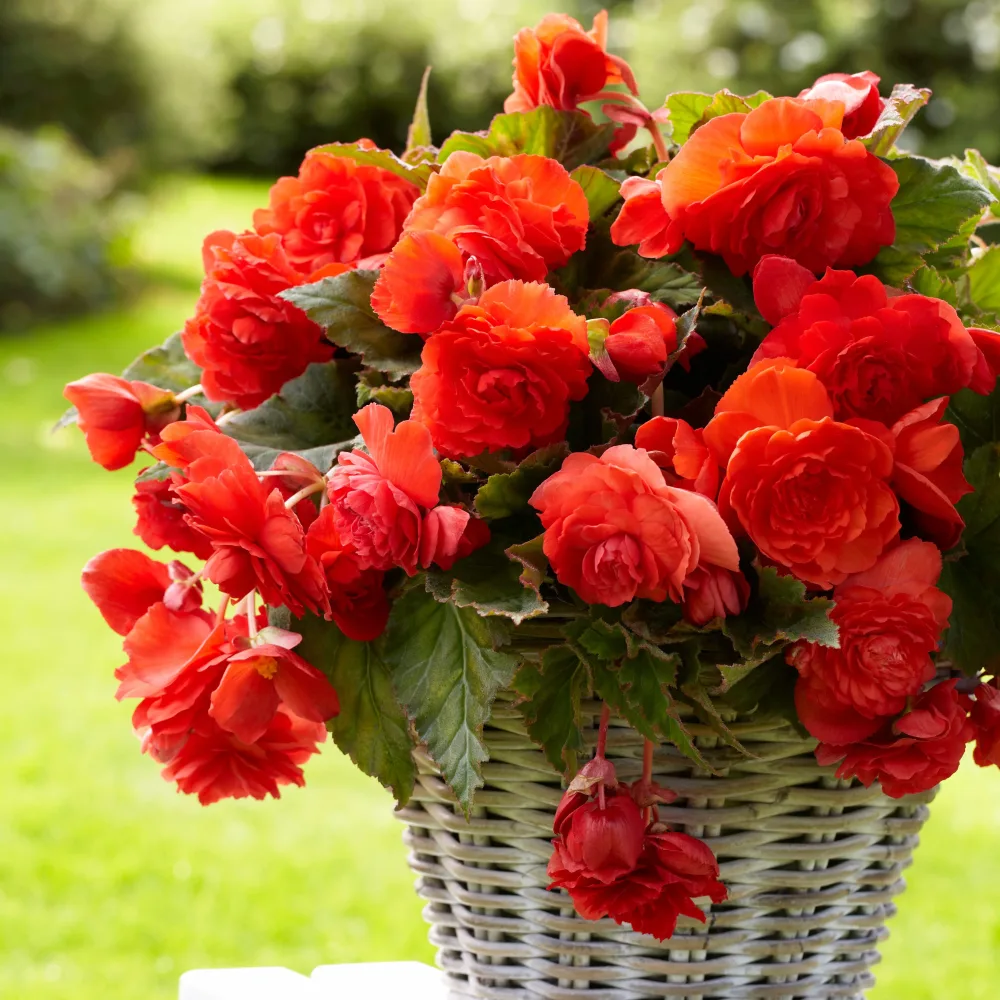 5 Bégonias parfumées Red Glory Begonia odorata red glory