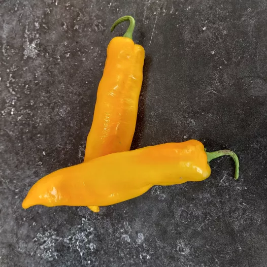 Poivron sucette de Hyerès biologique et reproductible