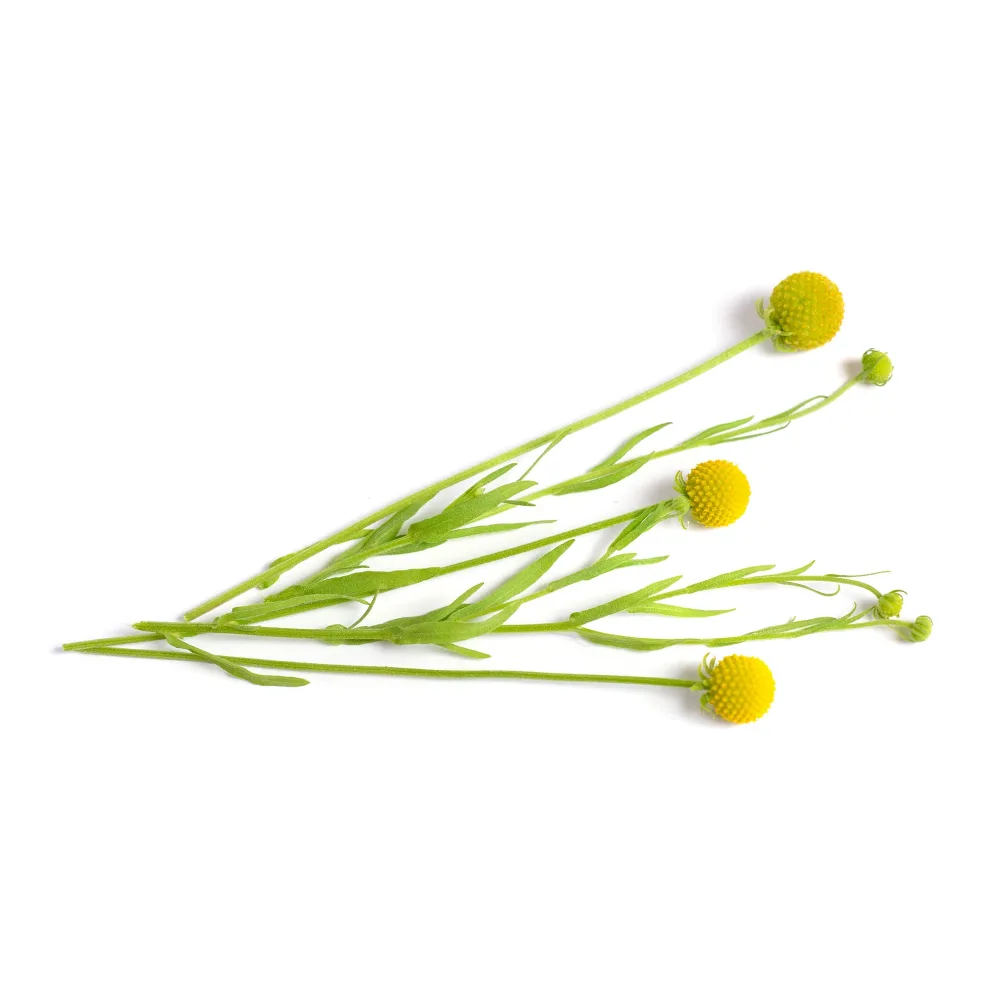 Cephalophora odorant Pineapples Cephalophora aromatica