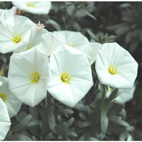 Convolvulus Cneorum - Le pot de 3 litres