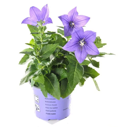 Platycodon Grandiflorus - Le pot de 1 litre