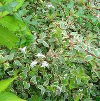 Abelia Grandiflora Kaléidoscope – 3L